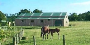 Metal Horse barn in Maryland delivered as kit and built by customer on horse farm. Building has beige metal siding and green steel roof.